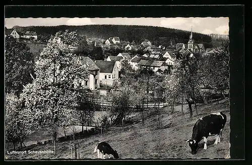 AK Schevenhütte, Blick auf den Ort mit Kuhweide