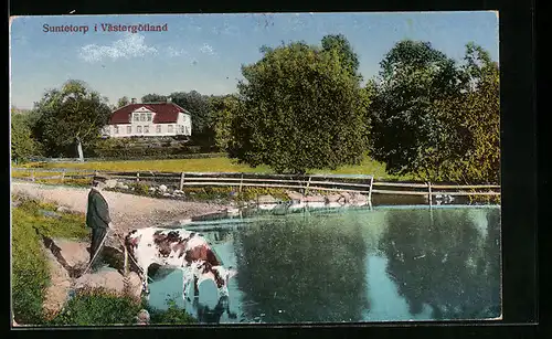 AK Suntetorp i Västergötland, Bauer mit Kuh an der Tränke
