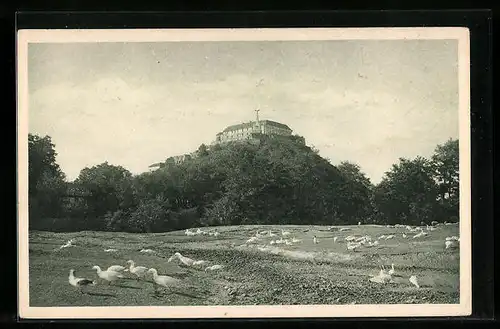 AK Palanky u Mukaceva, Schloss