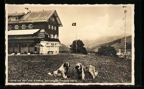 AK Hirschegg, Bernhardiner Hardy und Bary vom Waldemar Petersenhaus, flagge