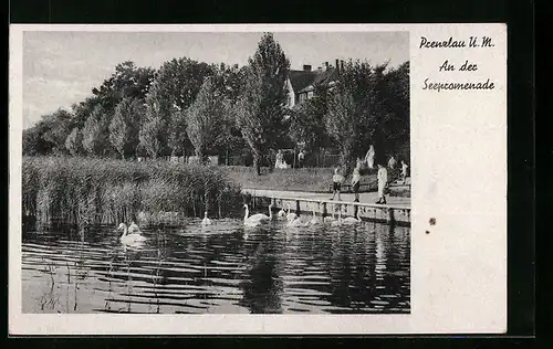 AK Prenzlau U. M., An der Seepromenade