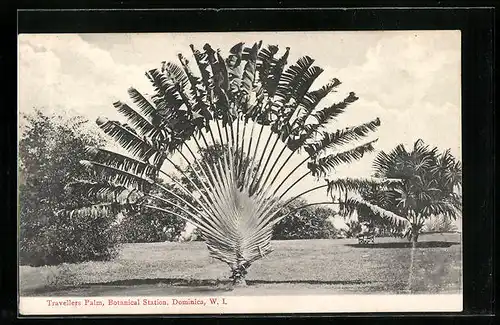 AK Dominica, Travellers Palm, Botanical Station