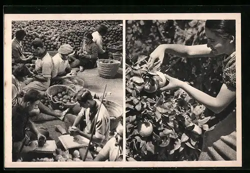 AK Mikveh, Orange Picking, Israel