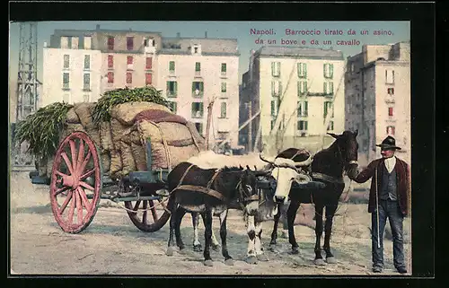 AK Napoli, Barroccio tirato da un asino, da un bove e da un cavallo
