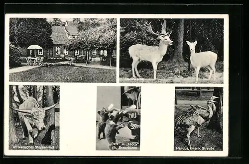 AK Jaderberg /Oldenburg, Jaderberger Tiergarten, Afrikanisches Steppenrind, Damhirsche