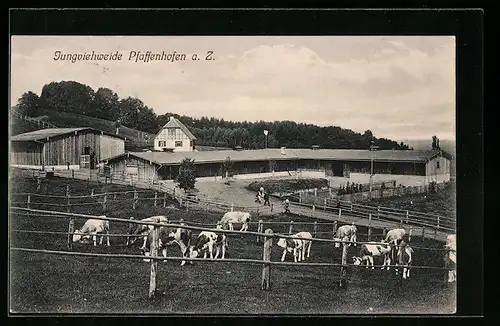 AK Pfaffenhofen a. Z., Jungviehweide