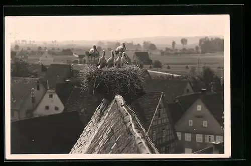 Foto-AK Murr, Storchennest im Jahr 1933