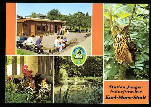 AK Karl-Marx-Stadt, Station Junger Naturforscher, Teich mit Wasservögeln, Jagdhütte