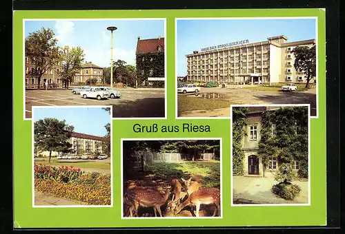AK Riesa, Leninplatz, Haus der Stahlwerker, Im Tierpark, Am Rathaus