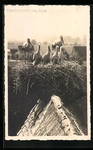 AK Murr, Nest mit Storchenfamilie