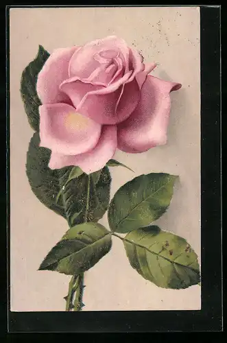 AK Eine rosarote Edelrose mit Blättern