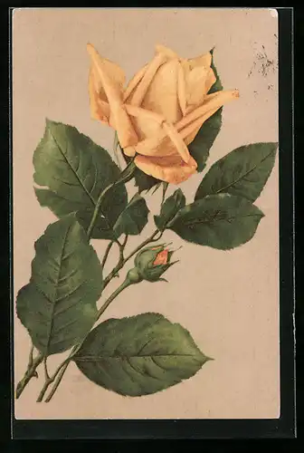 AK Gelbe Rose mit zarter Knospe