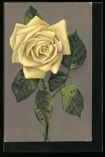 AK Edle gelbe Rose mit Blattgrün