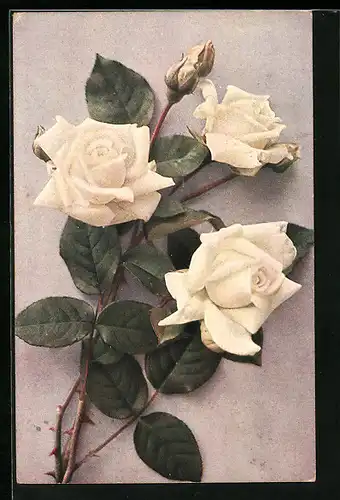 AK Weisse Rosen mit Dornen
