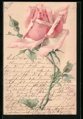 Lithographie Eine erblühte Rose in voller Schönheit