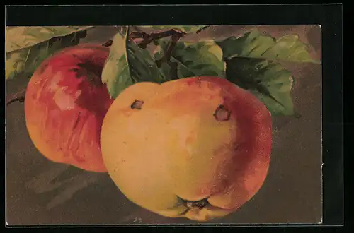 AK Zwei Äpfel am Zweig
