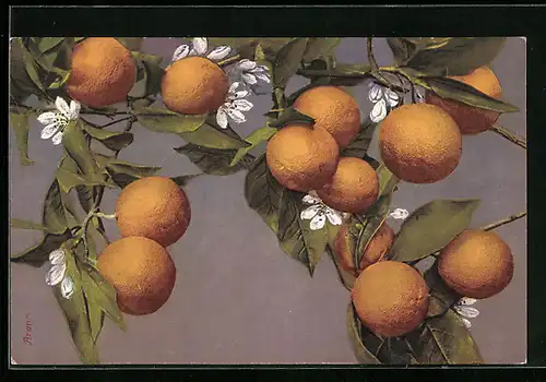 AK Orangen an Zweigen mit Blüten