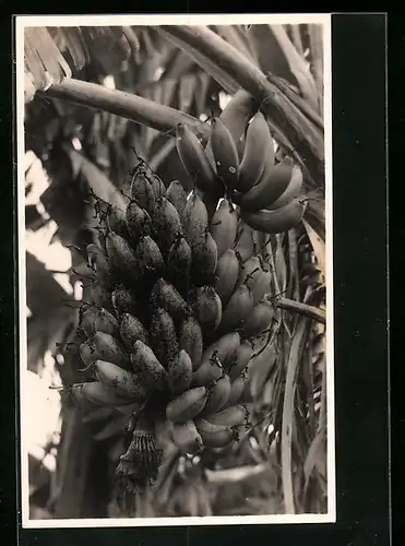 AK Bananenstaude, Nahaufnahme