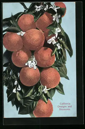 AK Caliofornia Oranges and Blossoms