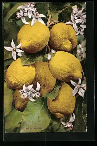 AK Kalifornische Zitronen mit Blüten