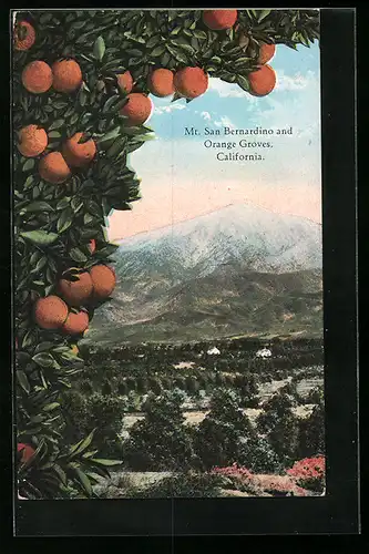 AK Mt. San Bernardino, Cal., Orange Groves