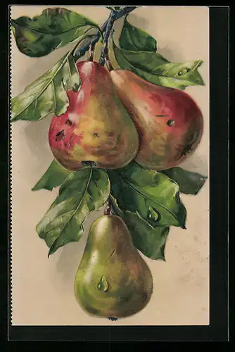 AK Hängende Birnen an einem Zweig