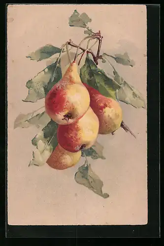 AK Goldrote Birnen am Zweig