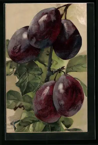 AK Pflaumen mit Blättern am Zweig