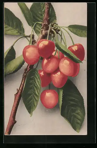 AK Hellrote Kirschen am Zweig
