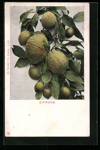 AK Zitronenzweig mit Früchten und Blättern