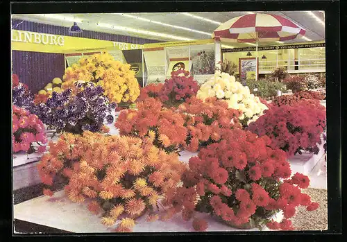 AK Erfurt, Internationale Gartenbauausstellung der DDR, 10 Jahre IGA 1961-1971, Blumenausstellung