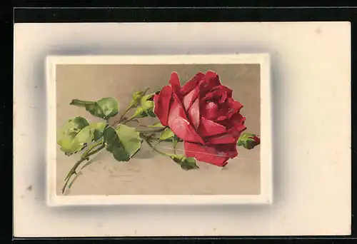 Präge-Künstler-AK Catharina Klein: Rote Rose mit Knospe, Dornen und Blättern