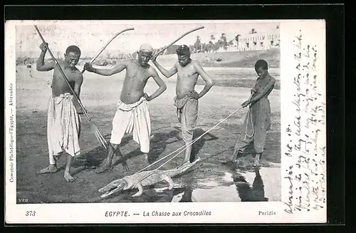 AK Egypte, La Chasse aux Crocodiles