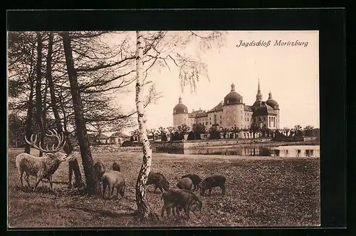 AK Moritzburg, Königliches Jagdschloss Moritzburg