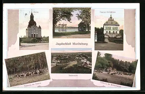 AK Jagdschloss Moritzburg, Blick auf Kirche, Fasanen-Schlösschen, Fütterung der Hirsche und Wildschweine