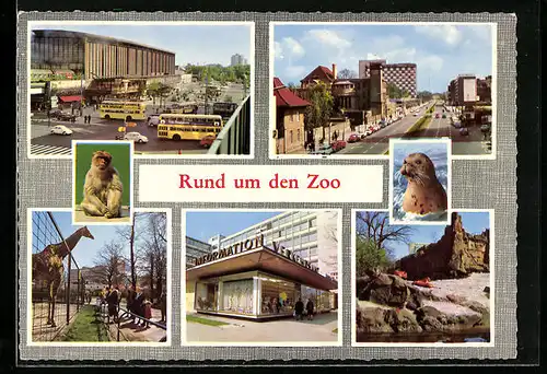 AK Berlin, Bahnhof Zoo, Strassenpartie, Im Zoo
