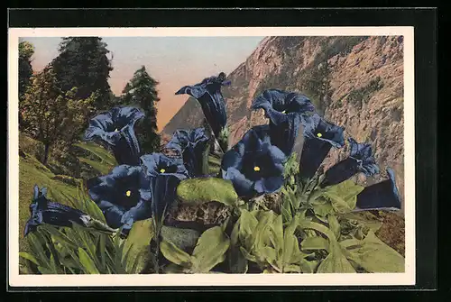 AK Blaue Blumen auf einer Bergwiese