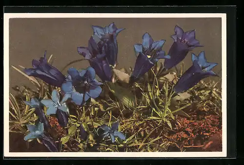 AK Blaue Blumen in Blüte