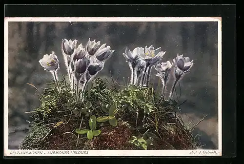 AK Pelz-Anemonen in Blüte