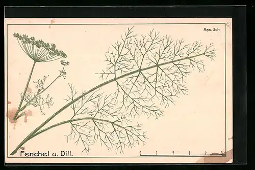 AK Fenchel und Dill