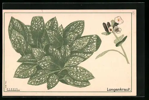 AK Lungenkraut (Pulmonaria), Sammlung Wildgemüse, Serie Spätherbst