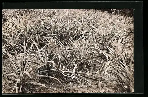 AK Feld mit Ananas