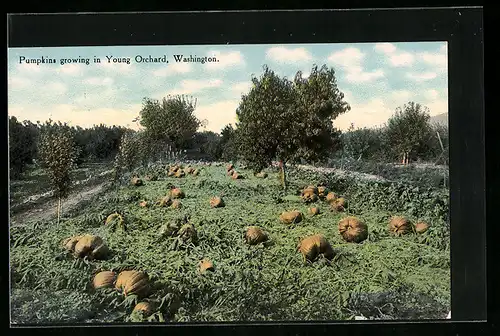 AK Kürbisse auf einem Feld