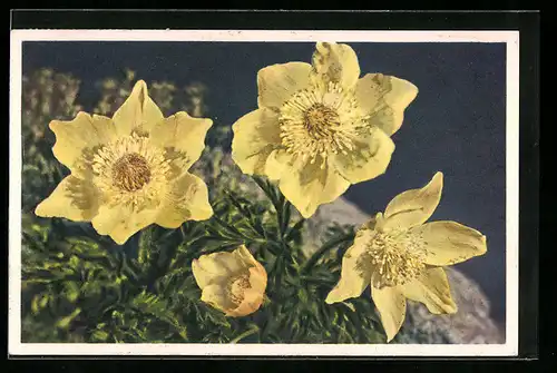 AK Gelbe Blumen in voller Blüte