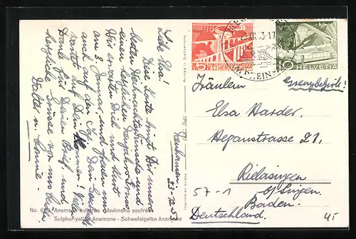 AK Gelbe Blumen in voller Blüte