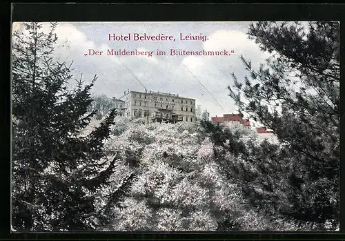 AK Leisnig, Hotel Belvedère mit Muldenberg im Blütenschmuck