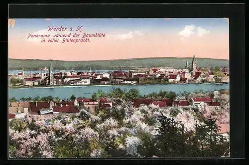 AK Werder a. H., Panorama während der Baumblüte in voller Blütenpracht