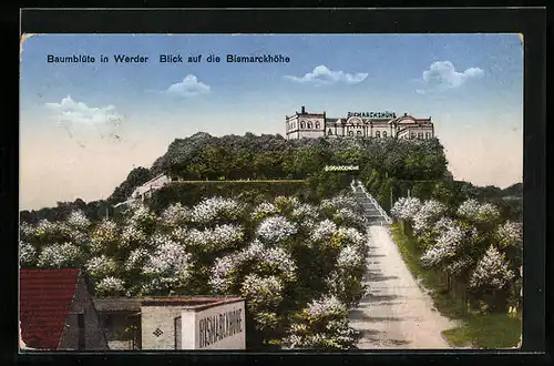 AK Werder, Baumblüte, Blick auf Gaststätte Bismarckhöhe