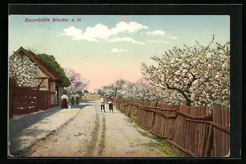 AK Werder a. H., Baumblüte, Strassenpartie