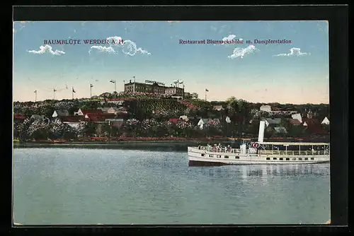 AK Werder a. H., Baumblüte, Restaurant Bismarckhöhe m. Dampferstation und Dampfer